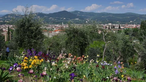 Irises in bloom in a garden with olive trees in a garden in Florence Stock Footage 240485539