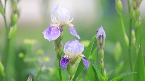 Irises blooming on a green background. Spring bouquet of flowers Stock Footage 89996955