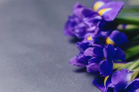 Irises on dark background in studio Stock Photos