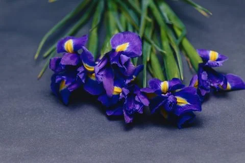 Irises on dark background in studio Stock Photos