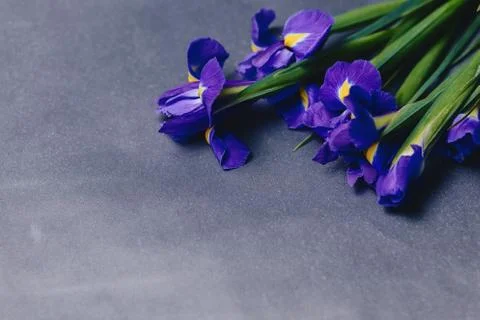 Irises on dark background in studio Stock Photos