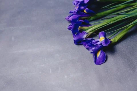 Irises on dark background in studio Stock Photos