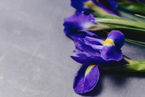 Irises on dark background in studio Foto stock