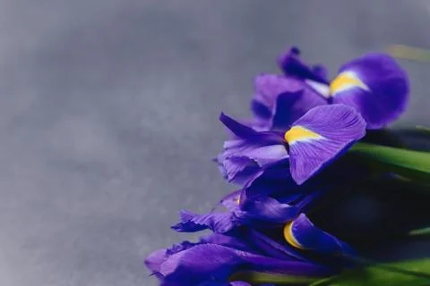 Irises on dark background in studio Foto stock