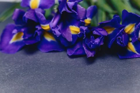 Irises on dark background in studio Stock Photos