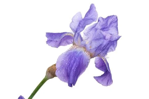 Irises flower Stock Photos