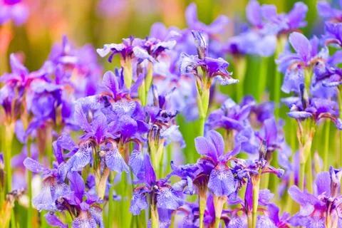 Irises on the flowerbed Foto stock