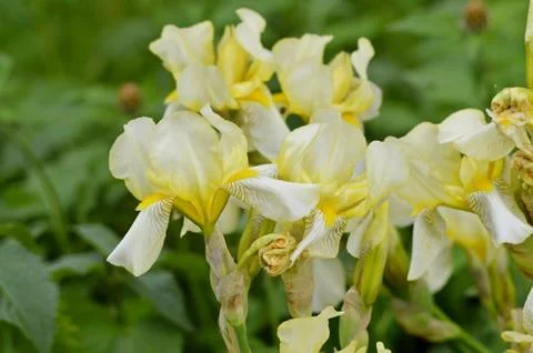 Irises in the flowerbed. Stock Photos