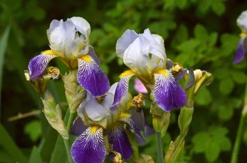 Irises in the flowerbed. Stock Photos