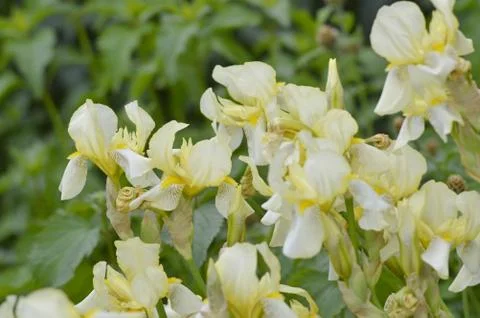Irises in the flowerbed. Stock Photos