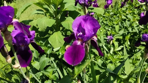 Irises flowers Stock Footage 196595170