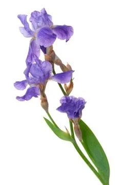 Irises flowers Stock Photos