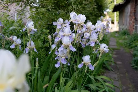Irises in the garden 写真素材