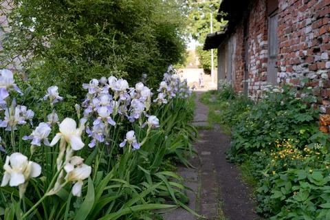 Irises in the garden Stock Photos