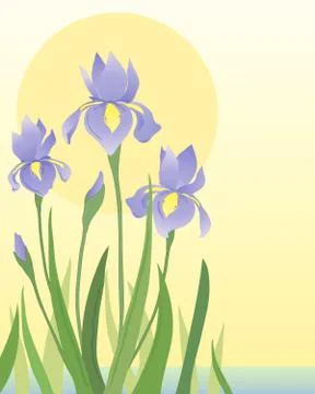 Irises Illustrazione stock