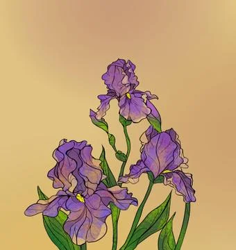 Irises Illustrazione stock