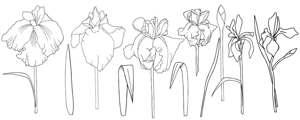 Irises isolated Stock Illustration
