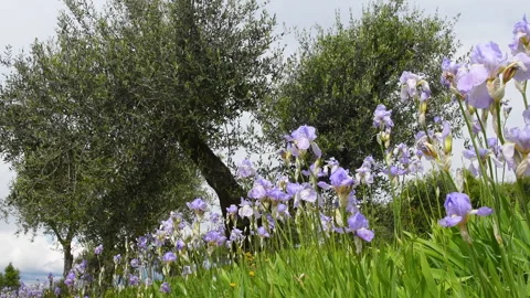 Irises with olive trees swaying in the wind in the Chianti region Stock Footage 273973876