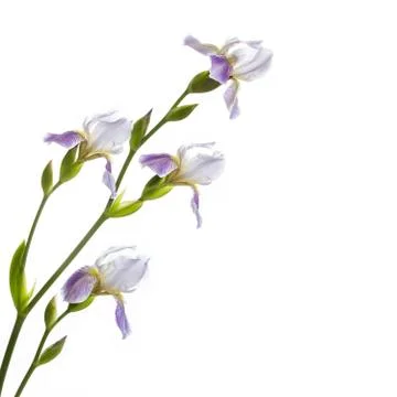 Irises Stock Photos