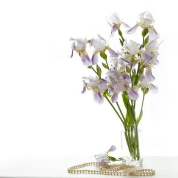 Irises Stock Photos