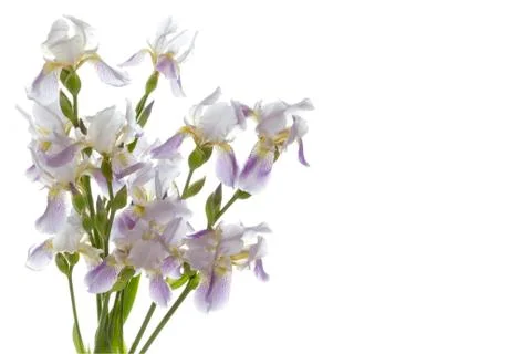 Irises Stock Photos