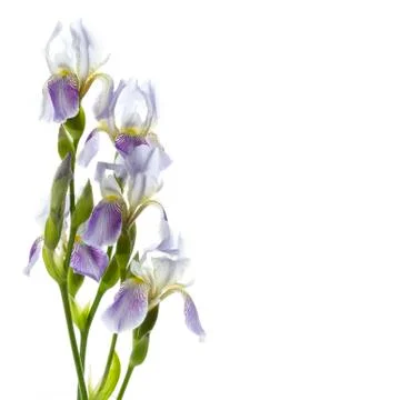 Irises Stock Photos