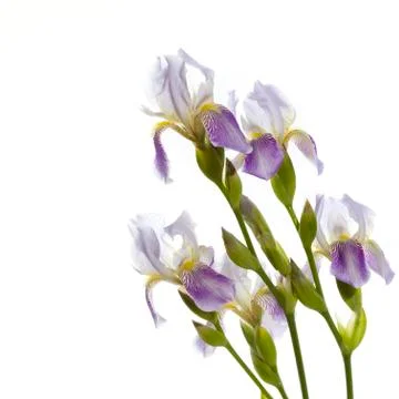 Irises Stock Photos