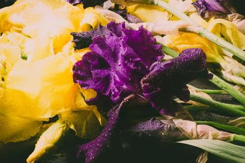 Irises in raindrops. Retro effect Foto stock