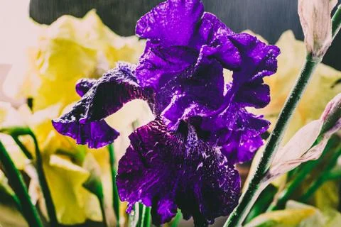 Irises in raindrops. Retro effect Foto stock