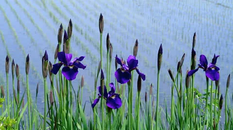 Irises with rice fields in background. Stock Footage 24865833