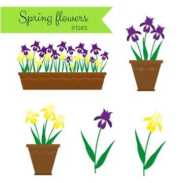 Irises set. Stock Illustration