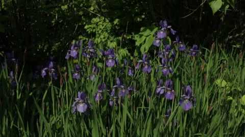 Irises in Spring Stockbeeldmateriaal 23215009
