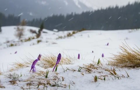 Irises under the snow. Stock Photos