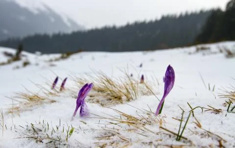 Irises under the snow. Stock Photos