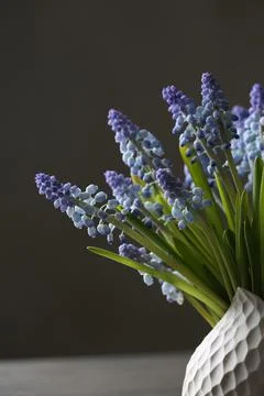 Irises in a vase Foto stock