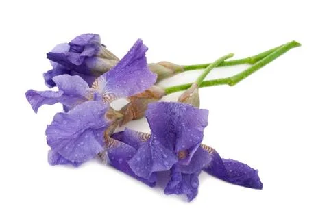 Irises on white Stock Photos