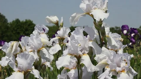 Irises in the wind Stockbeeldmateriaal 50491632