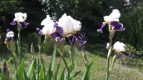 Irises in the wind Stock Footage 164837841