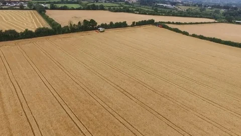 Irish Barley Field Stockbeeldmateriaal 78855270