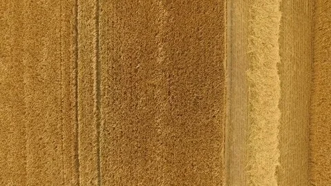 Irish Barley Field Stock Footage 78855992