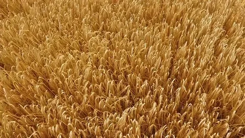 Irish Barley Field Stock Footage 78856690