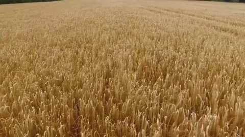 Irish Barley Field Stock Footage 78856751