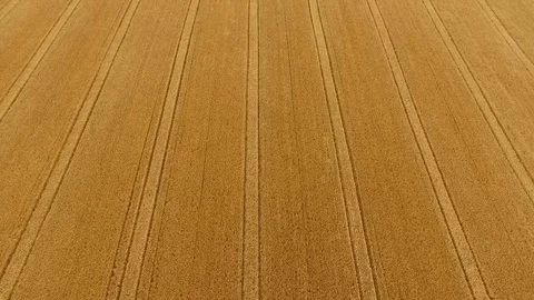Irish Barley Field Stock Footage 78857310
