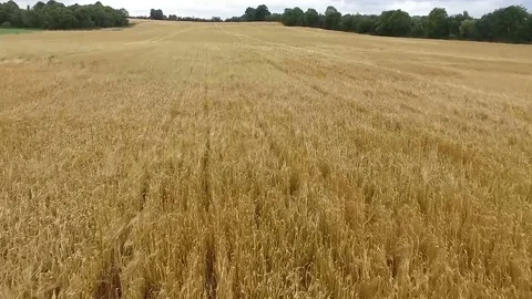 Irish Barley Field Stock Footage 78857915