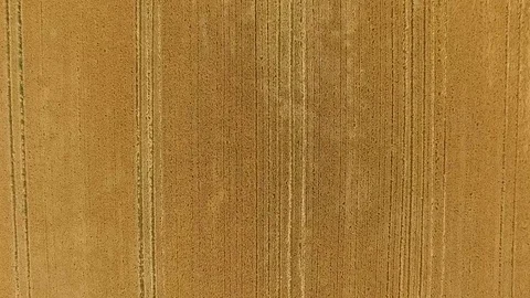 Irish Barley Field Stock Footage 78858034