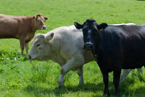 Irish cattle in field Stock Photos