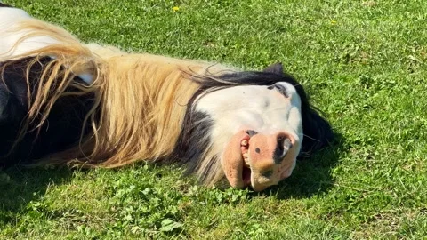 Irish Cob horse resting on grass with visible teeth and relaxed posture Stock Footage 336251495
