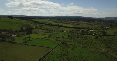 Irish countryside with cows (Drone) Stock Footage 114947480