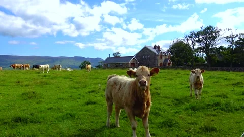 An Irish cow grazes in a meadow against the backdrop of a mountain Stock Footage 230931535