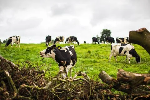 Irish Cow Stock Photos